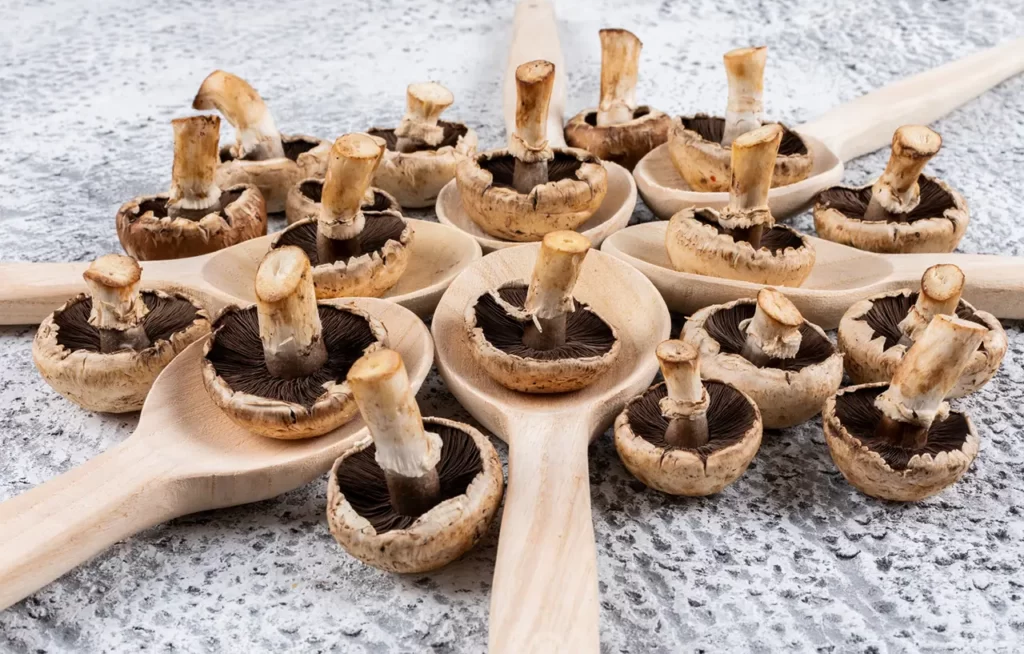 در بررسی دستگاه خشک کن قارچ باید گفت که این از دستگاه ها به شما کمک می کنند تا حجم زیادی از قارچ را بدون دست به صورت اتوماتیک خشک کنید.