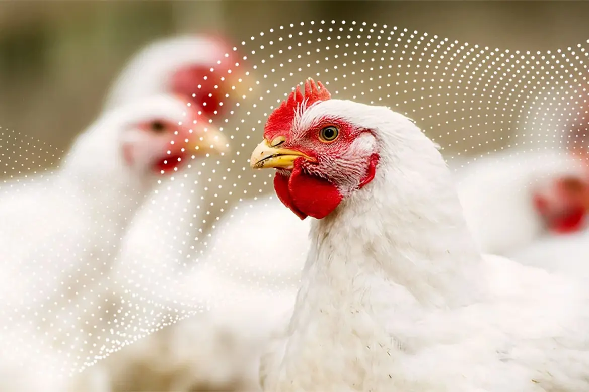 بالابر مرغداری چیست ؟