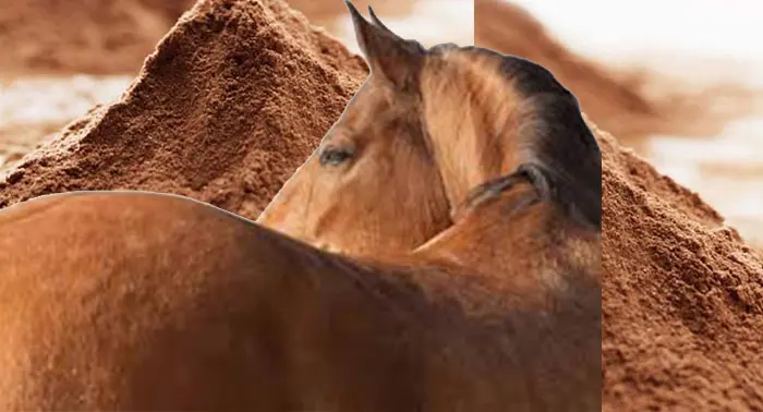 پودر پروتئین اسب و مادیان- پودر پری بیوتیک اسب - پودر مکمل اسب و مادیان-پودر پروبیوتیک اسب